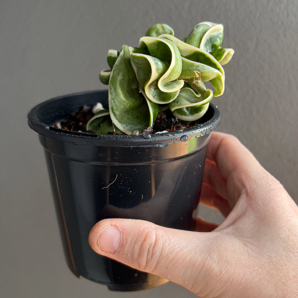Close view of Hoya compacta Indian Rope outside variegate showing intricate curled foliage and clean creamy variegation along the outer edges.