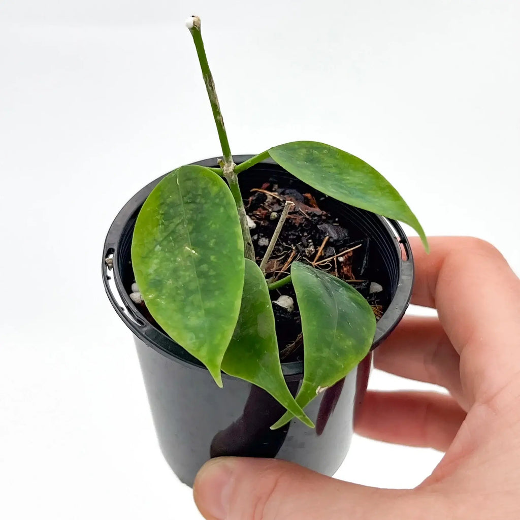 Hoya 'Iris Marie' plant in a pot, showcasing variegated leaves and bushy growth, ideal for indoor Australian plant lovers.