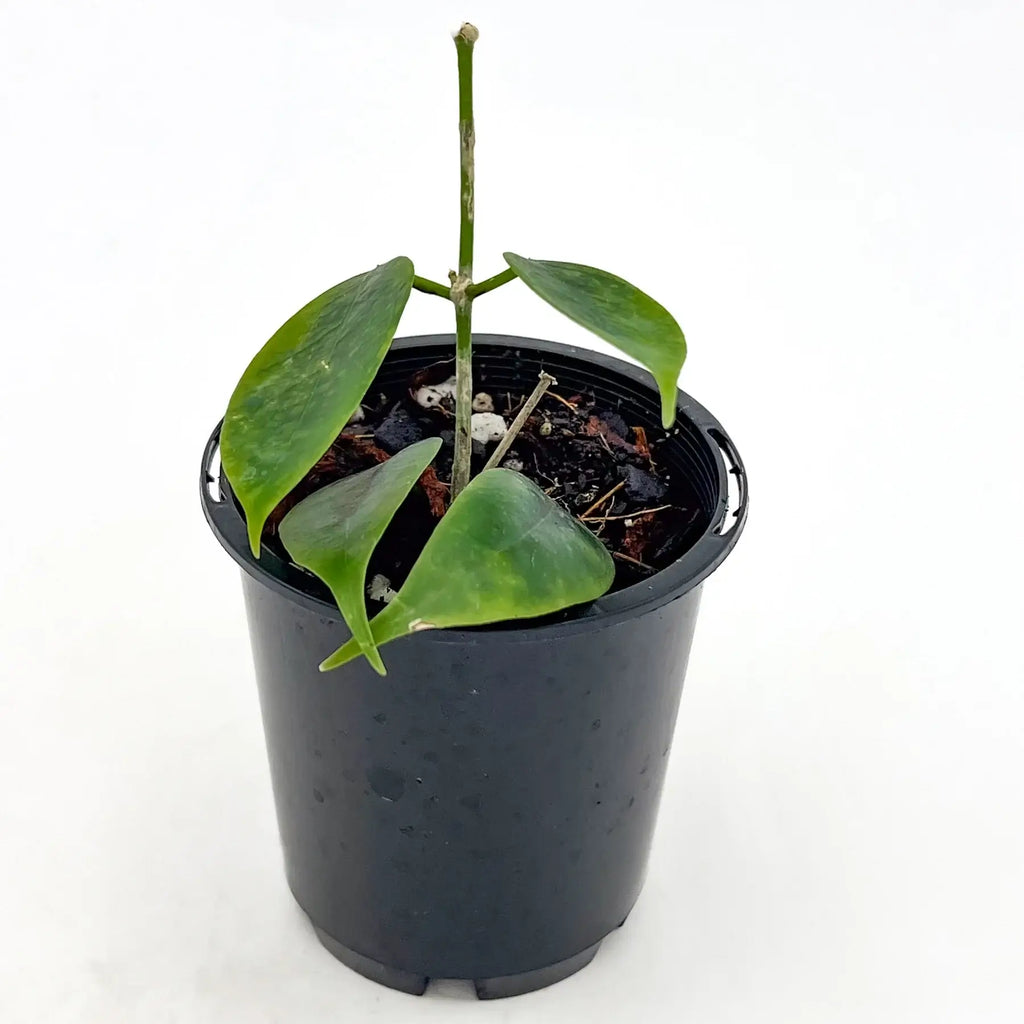 Hoya 'Iris Marie' indoor plant with glossy oval leaves in a black nursery pot, ideal for indoor gardening.