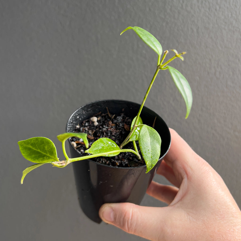 Hand holding a Hoya Iris Marie showing thick oval leaves with soft silver flecking, smooth glossy texture and a relaxed trailing habit.