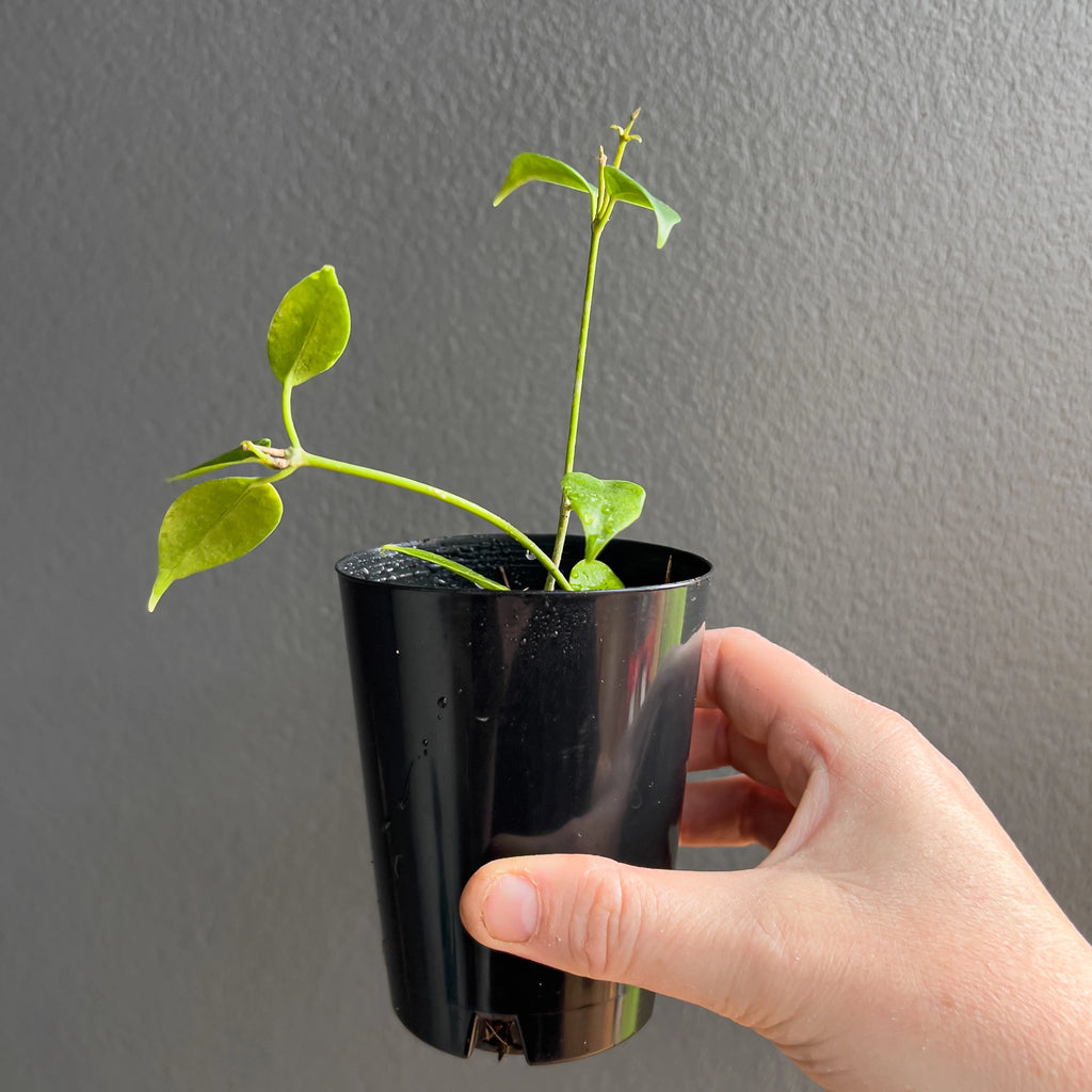 Close view of Hoya Iris Marie in hand highlighting the deep green foliage, subtle mottling and firm leaf structure against a neutral background.