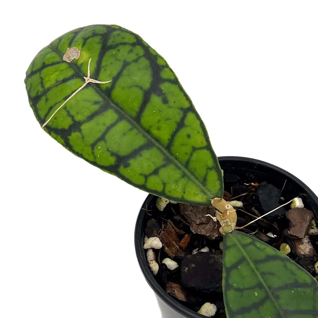 Hoya Kalimantan sp. | Indoor Plant | Chalet Boutique - Australia