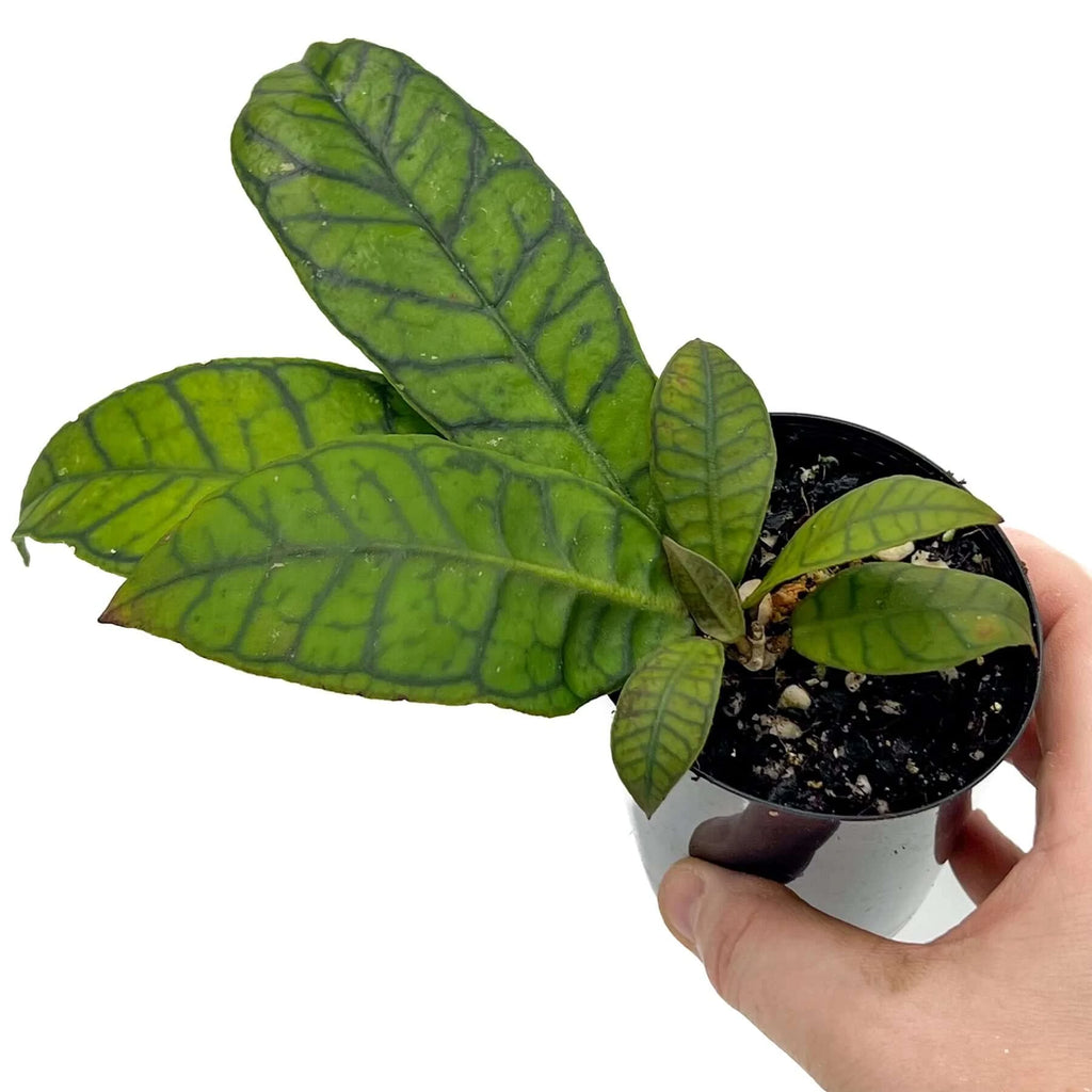 Hoya Kalimantan | Indoor Plant | Chalet Boutique - Australia