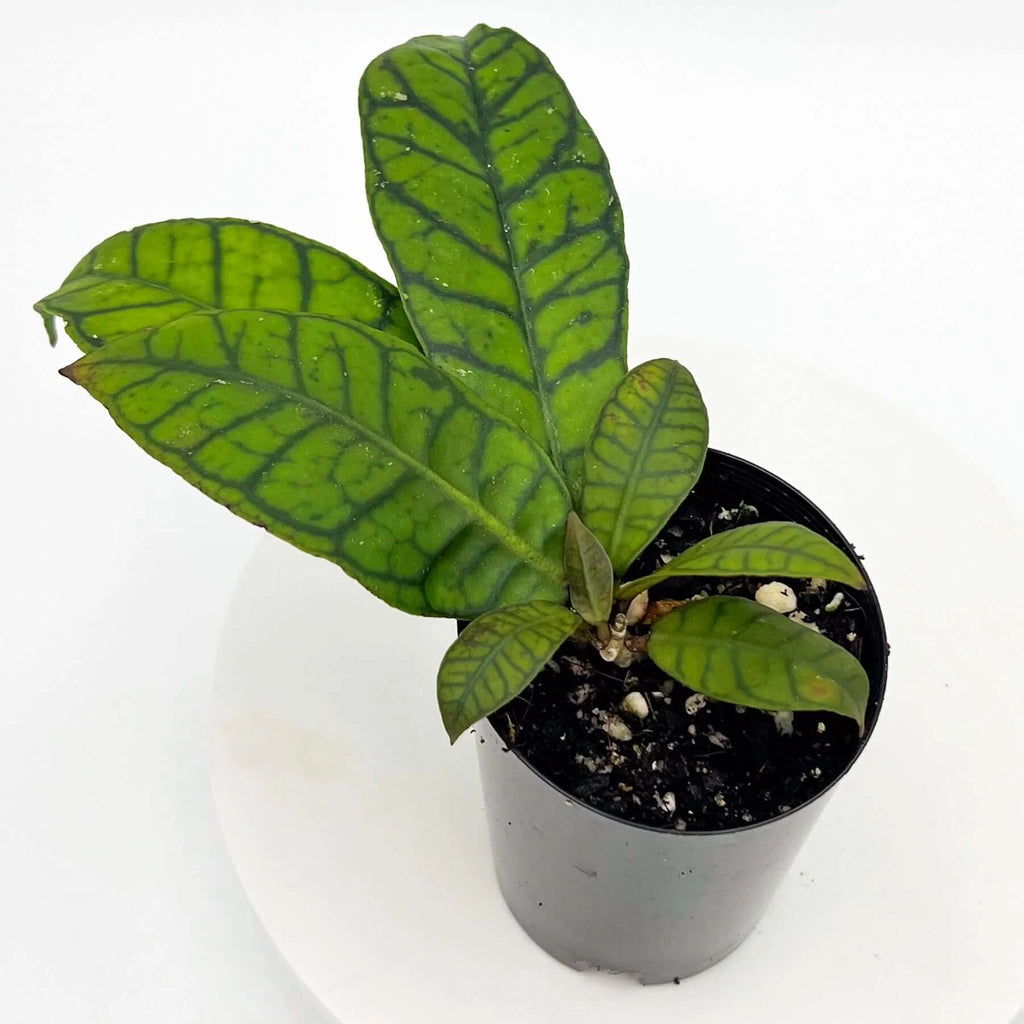 Hoya Kalimantan | Indoor Plant | Chalet Boutique - Australia