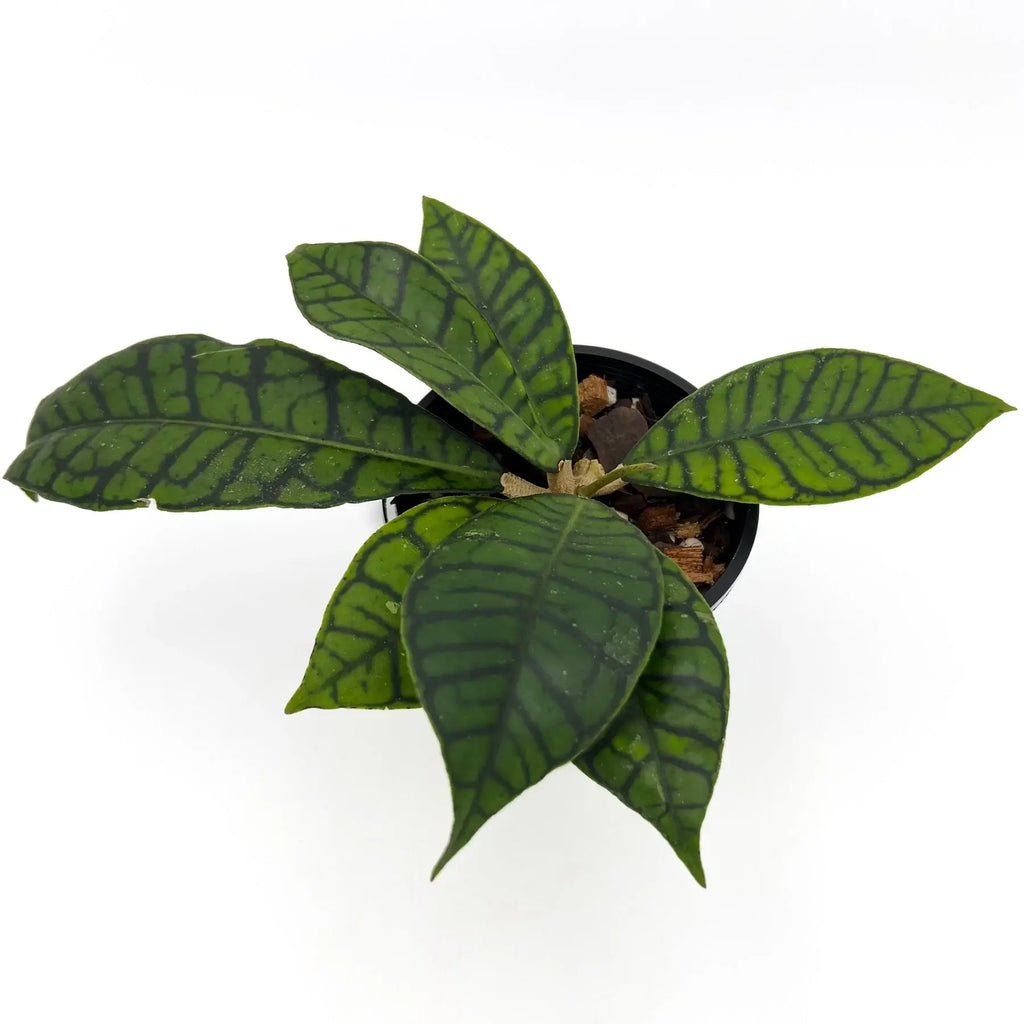 Hoya Kalimantan | Indoor Plant | Chalet Boutique - Australia