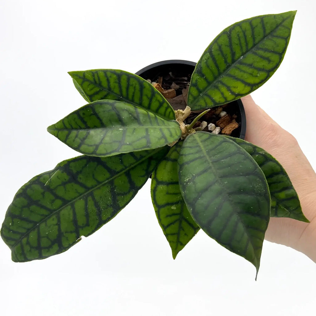 Hoya Kalimantan | Indoor Plant | Chalet Boutique - Australia