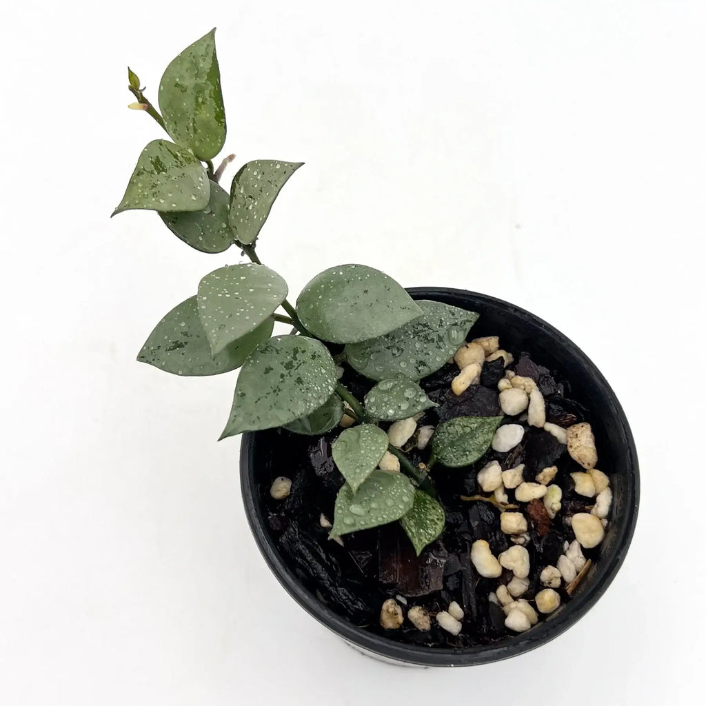 Hoya krohniana 'Silver' plant in a black pot with heart-shaped leaves and silver sheen, perfect for rare indoor plant collectors. Chalet Boutique, Australia.