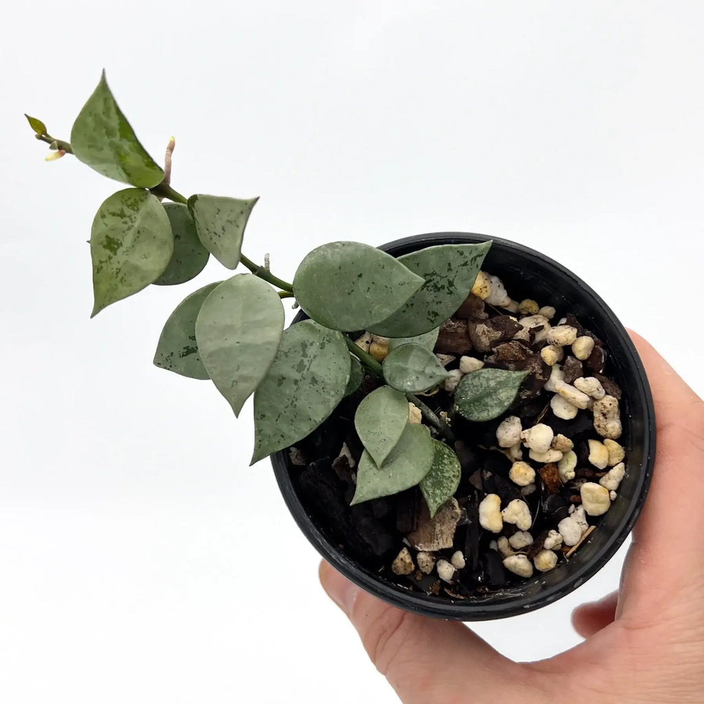 Hoya krohniana 'Silver' in a black pot showcasing its unique heart-shaped silver leaves. Chalet Boutique, Australia.