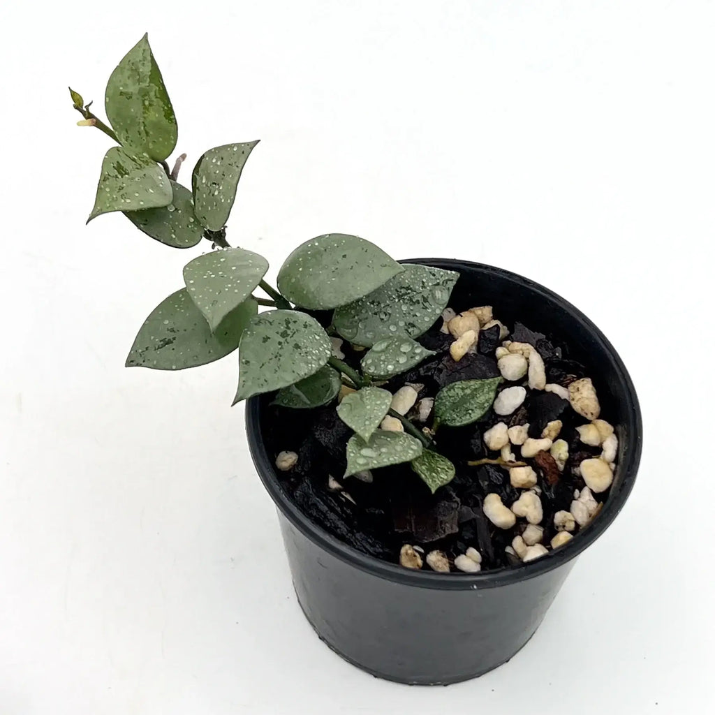 Hoya krohniana 'Silver' plant in a pot with heart-shaped silver leaves, ideal for indoor collections. Chalet Boutique, Australia.