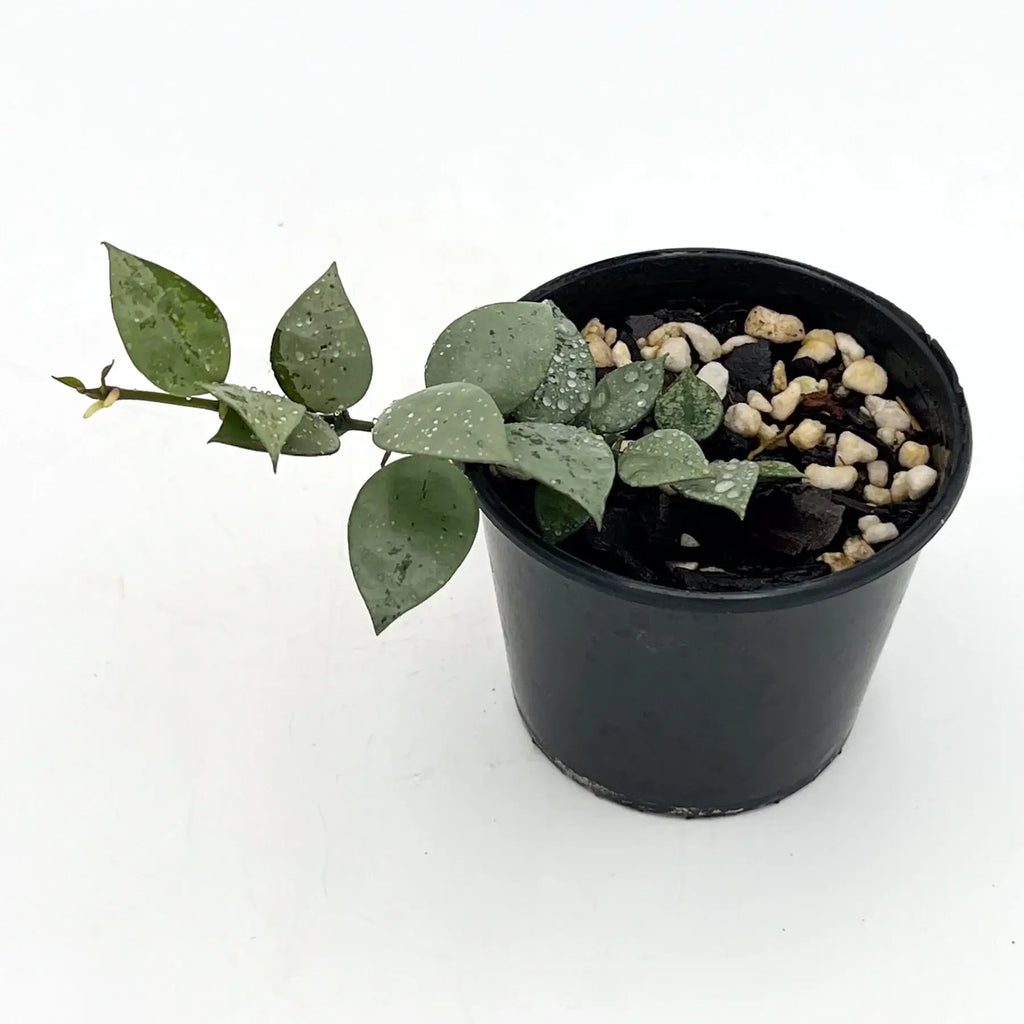 Hoya krohniana 'Silver' in a black pot showcasing its heart-shaped silver leaves, perfect for indoor plant enthusiasts. Chalet Boutique, Australia.