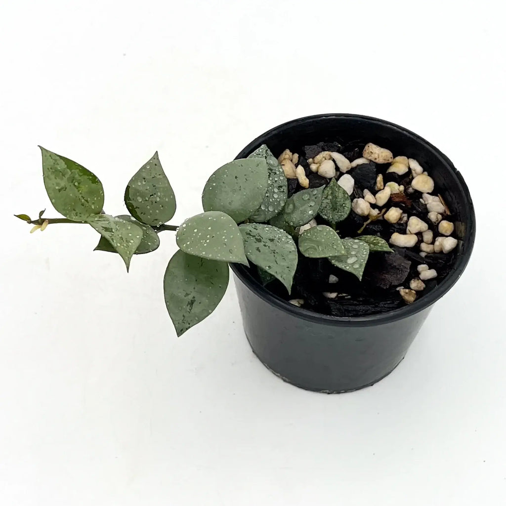 Hoya krohniana 'Silver' plant in black pot showcasing heart-shaped silver leaves, ideal for indoor plant collections. Chalet Boutique, Australia.