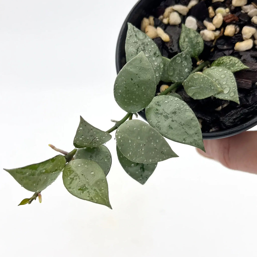 Hoya krohniana 'Silver' plant with heart-shaped leaves and water droplets, perfect for indoor collections. Chalet Boutique, Australia.