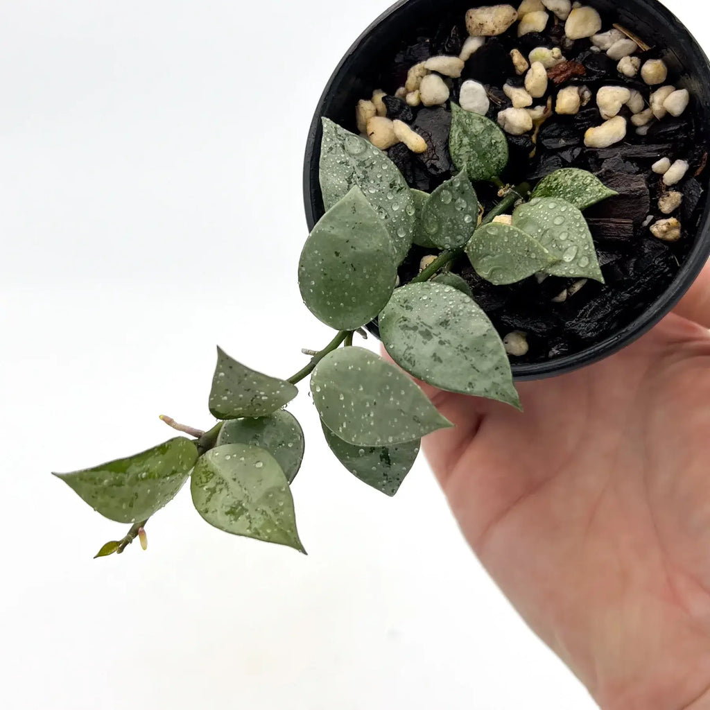 Hoya krohniana 'Silver' plant with heart-shaped silver leaves, ideal for unique indoor plant collections. Chalet Boutique, Australia.