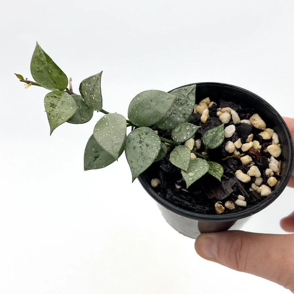 Hoya krohniana 'Silver' plant in pot with heart-shaped silver leaves, showcasing unique elegance. Chalet Boutique, Australia.