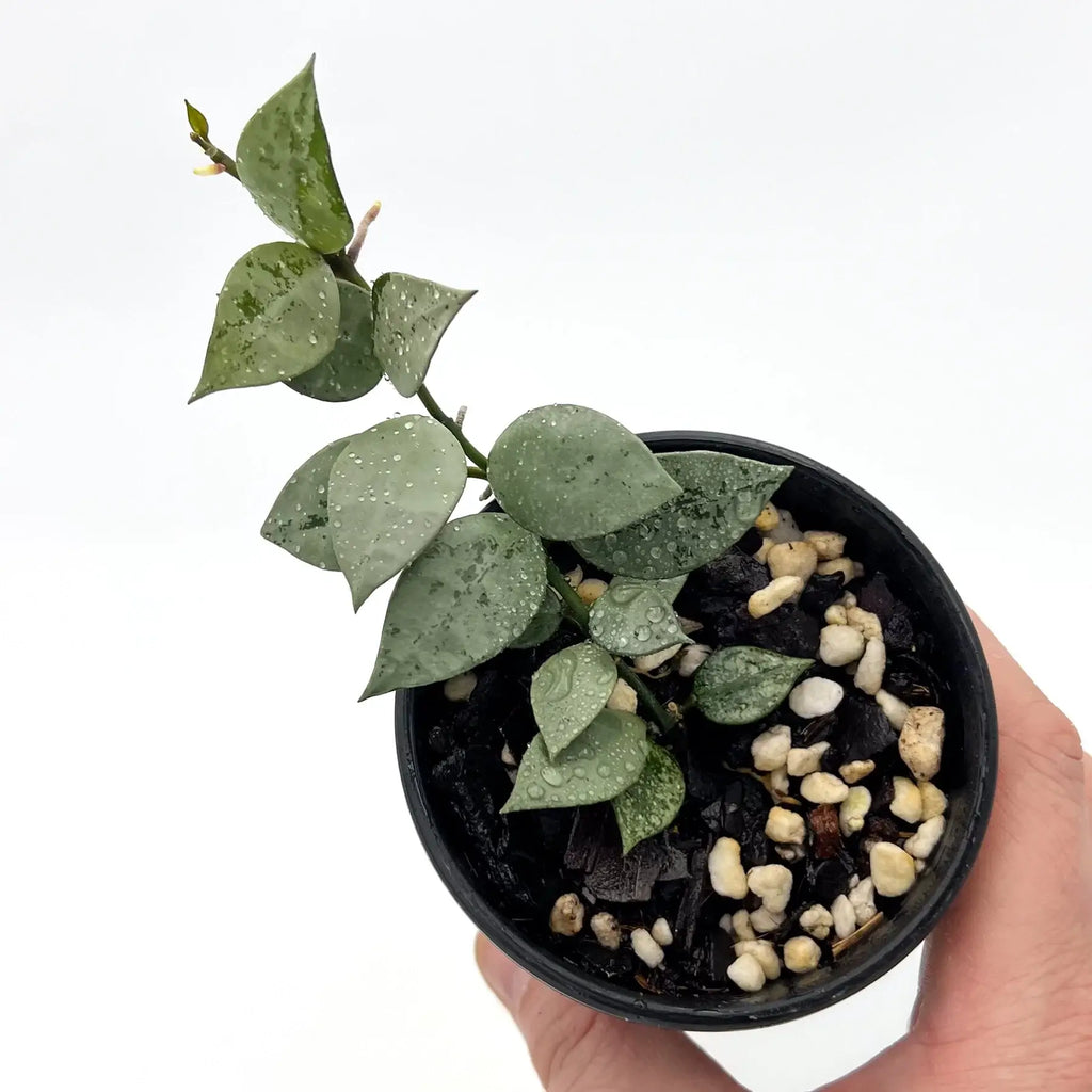 Hoya krohniana 'Silver' plant with heart-shaped silver leaves in black pot, showcasing unique elegance, Chalet Boutique, Australia.