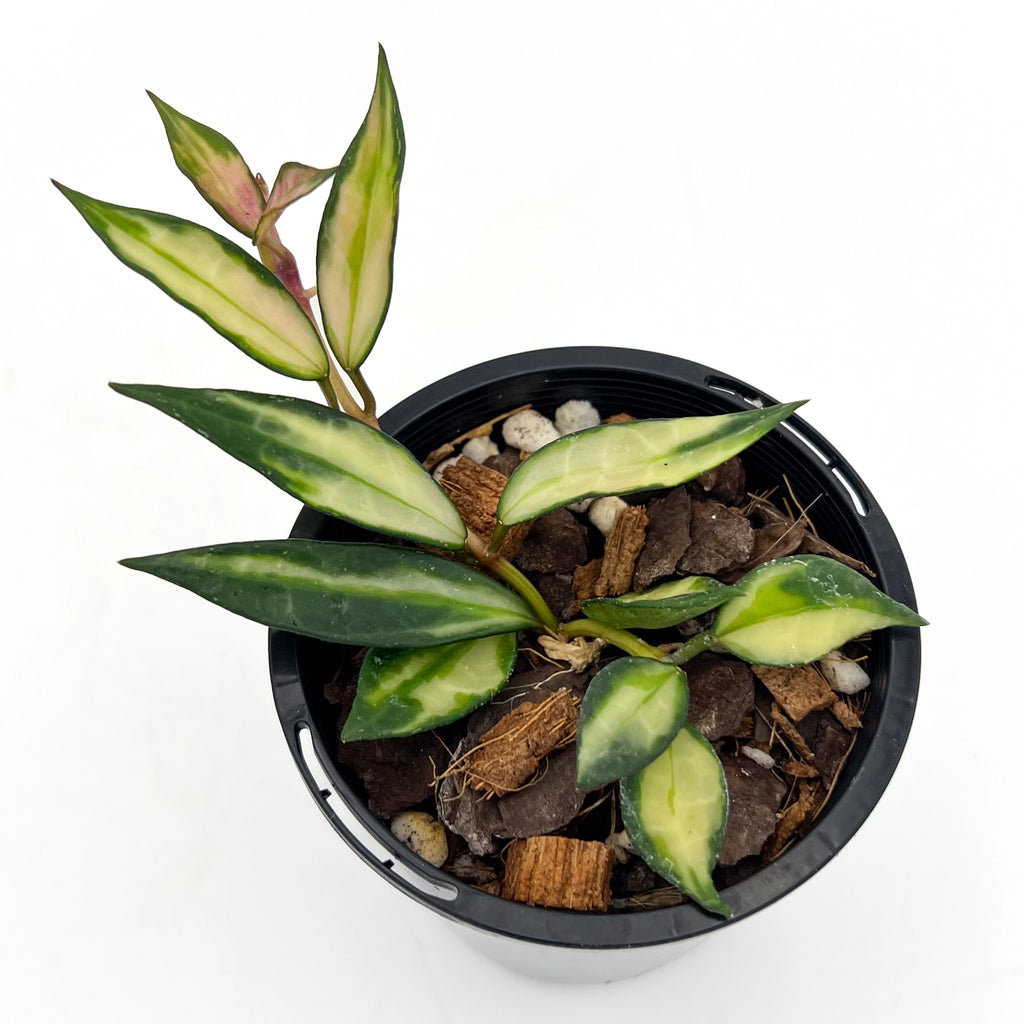 Hoya Lacunosa Inner Variegated plant in black pot, showcasing creamy white variegated leaves. Chalet Boutique, Australia.