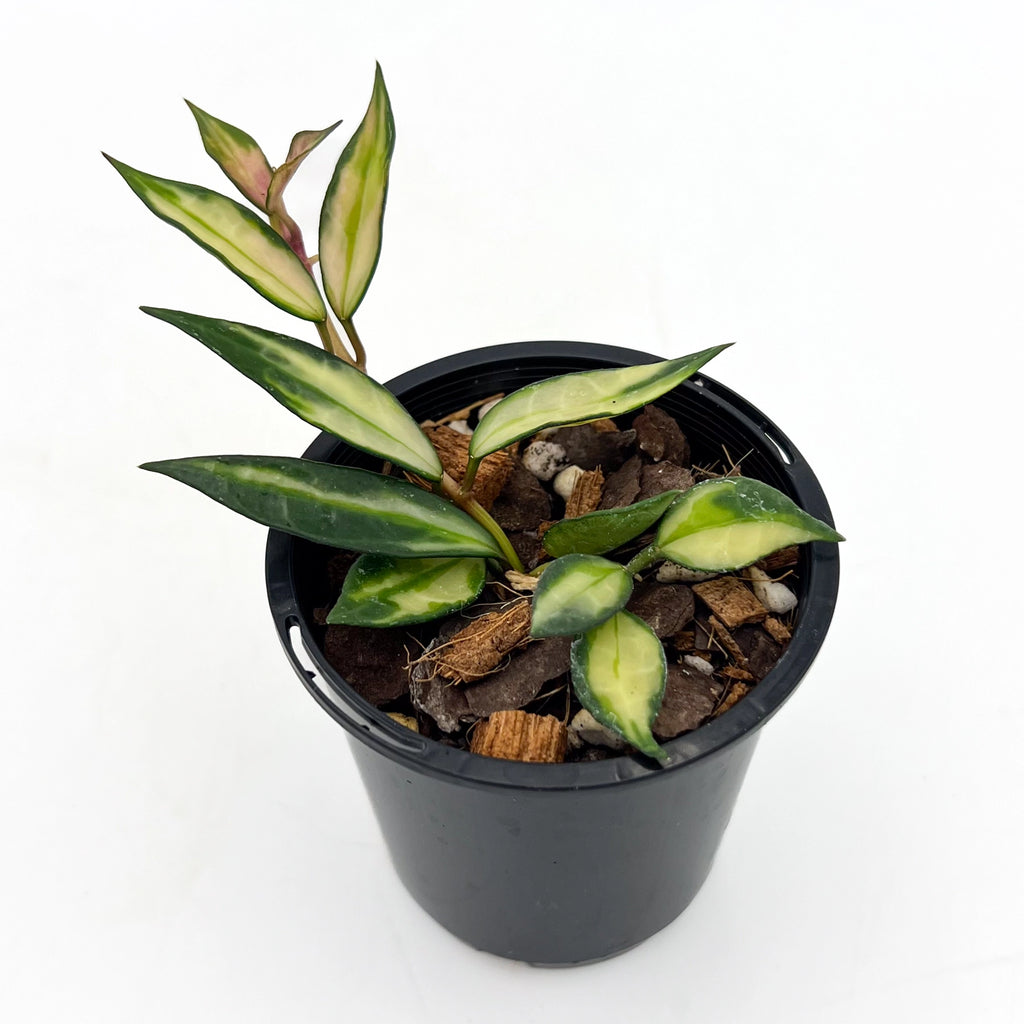 Hoya Lacunosa Inner Variegated plant in a black pot, featuring green leaves with creamy white variegation. Chalet Boutique, Australia.