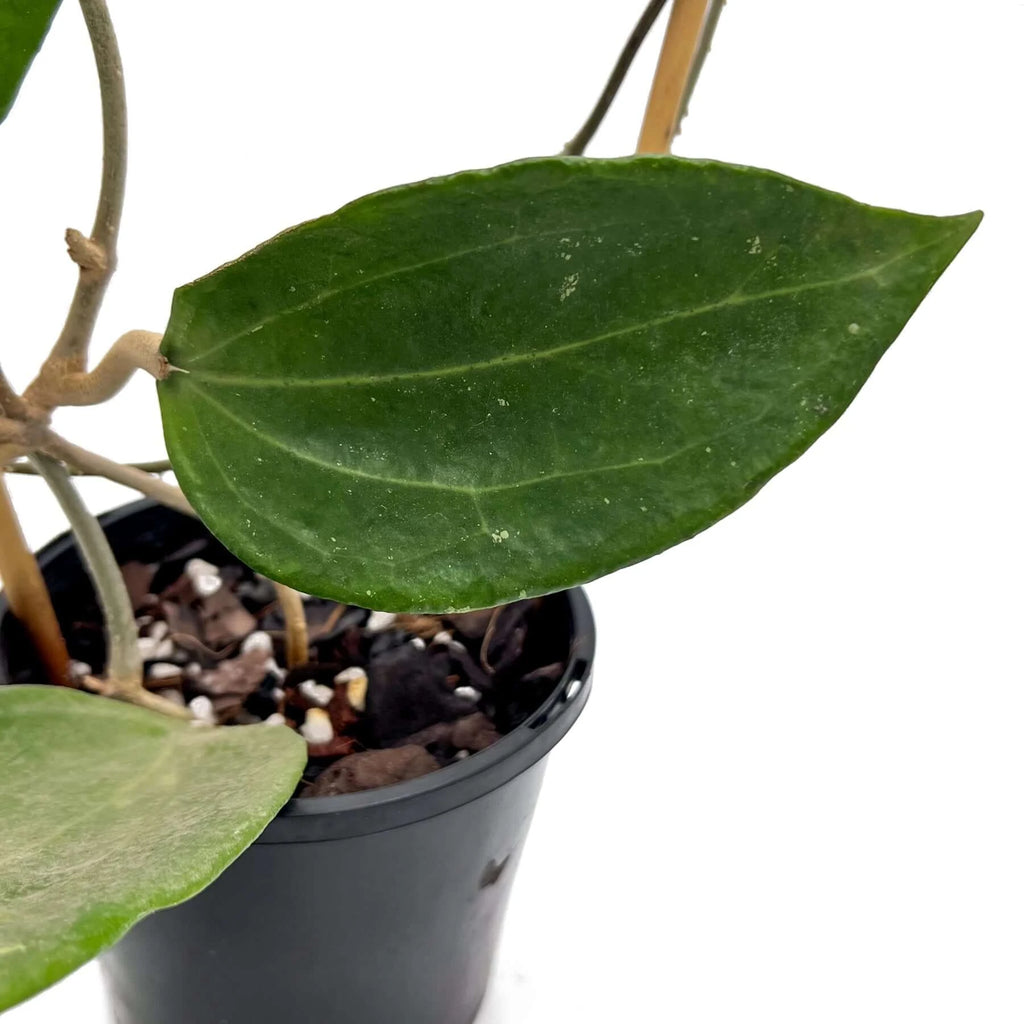 Hoya latifolia - Large | Indoor Plant | Chalet Boutique - Australia