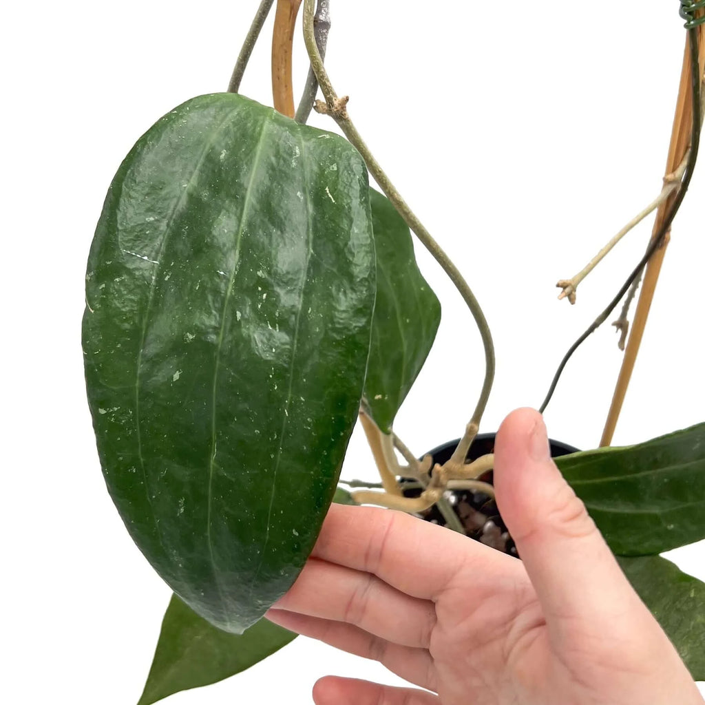 Hoya latifolia - Large | Indoor Plant | Chalet Boutique - Australia