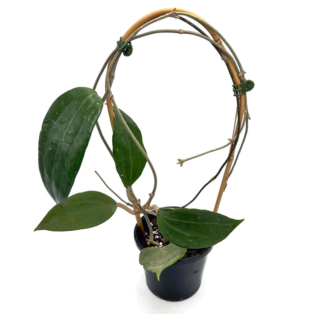 Hoya latifolia - Large | Indoor Plant | Chalet Boutique - Australia