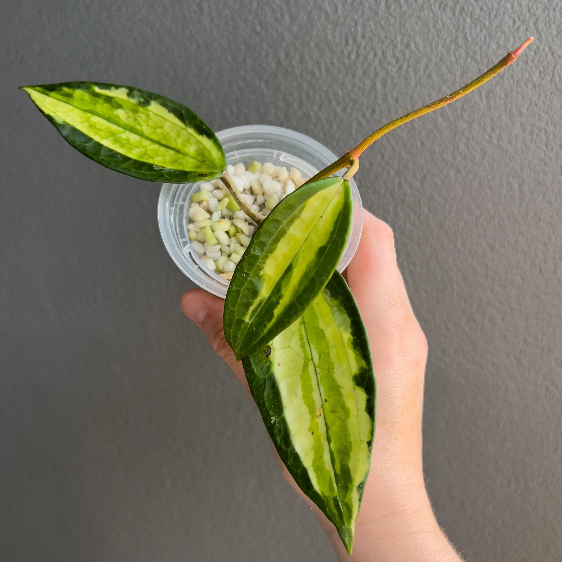 (S)ホヤ ポットオブゴールド Hoya latifolia 'Pot of Gold' | Rare Variegated Hoya Australia