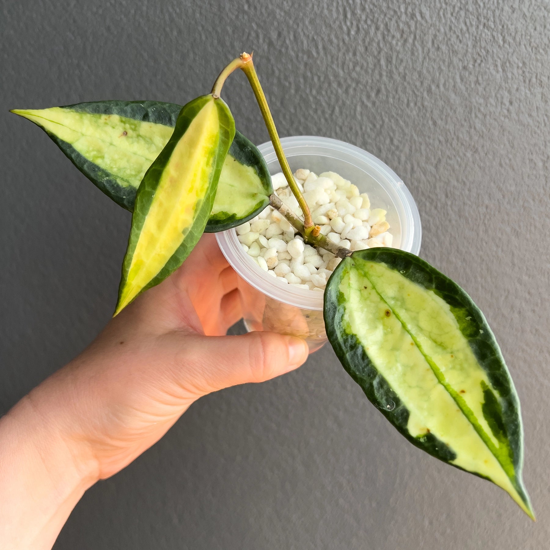 Hoya latifolia 'Pot of Gold' | Rare Variegated Hoya Australia