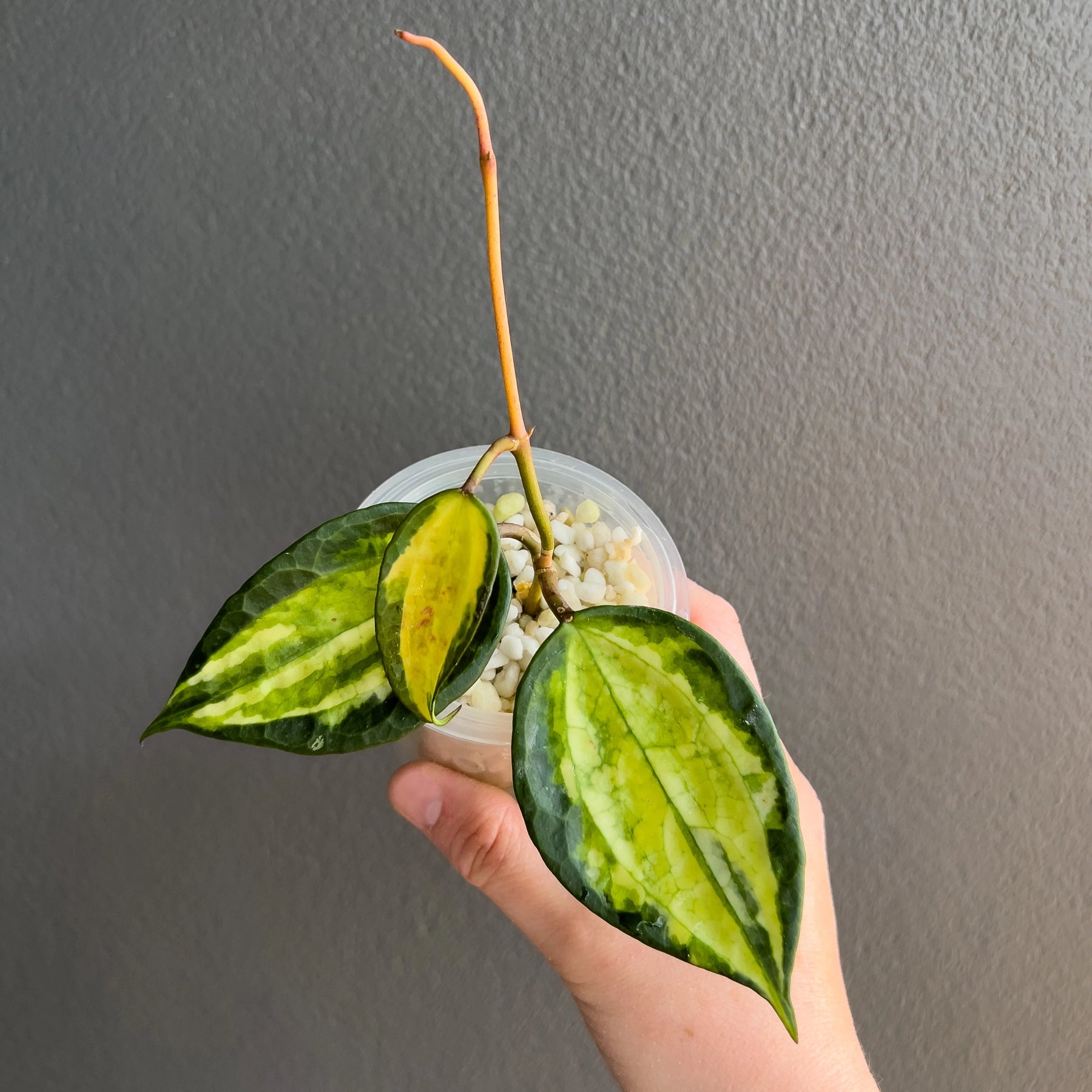 Hoya latifolia 'Pot of Gold' | Rare Variegated Hoya Australia