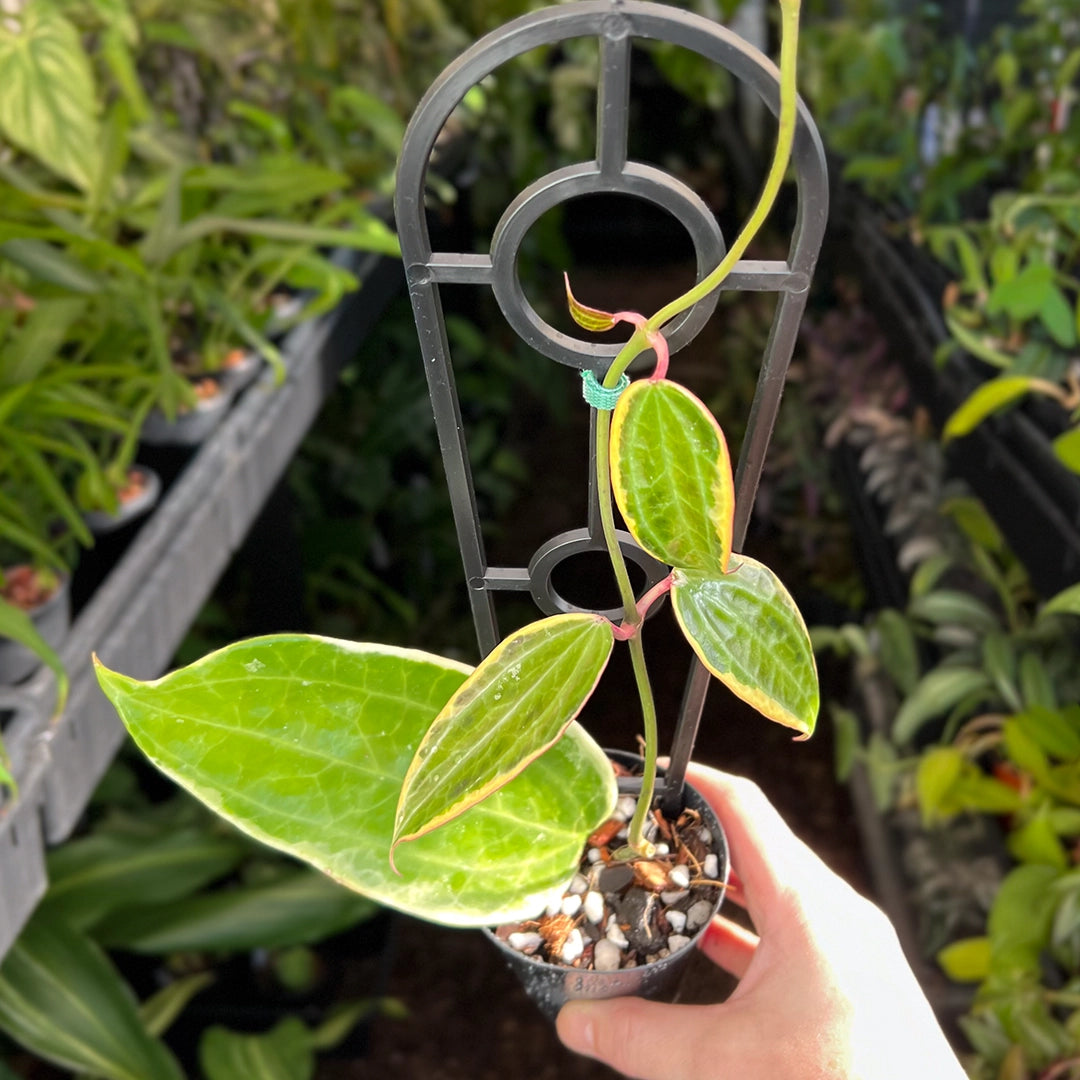 Buy Hoya Latifolia Albomarginata - Rare Indoor Plant