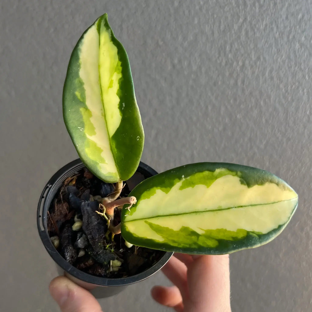 Hoya australis 'Lisa' variegated indoor plant showcasing tricolour leaves in green, pink, and chartreuse. Chalet Boutique, Australia.