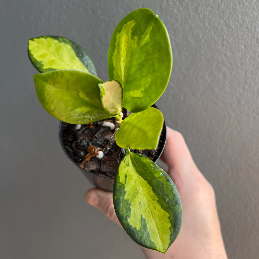 Hand holding a Hoya australis Lisa showing broad glossy leaves with soft cream, green and pink variegation arranged in a neat upright cluster.
