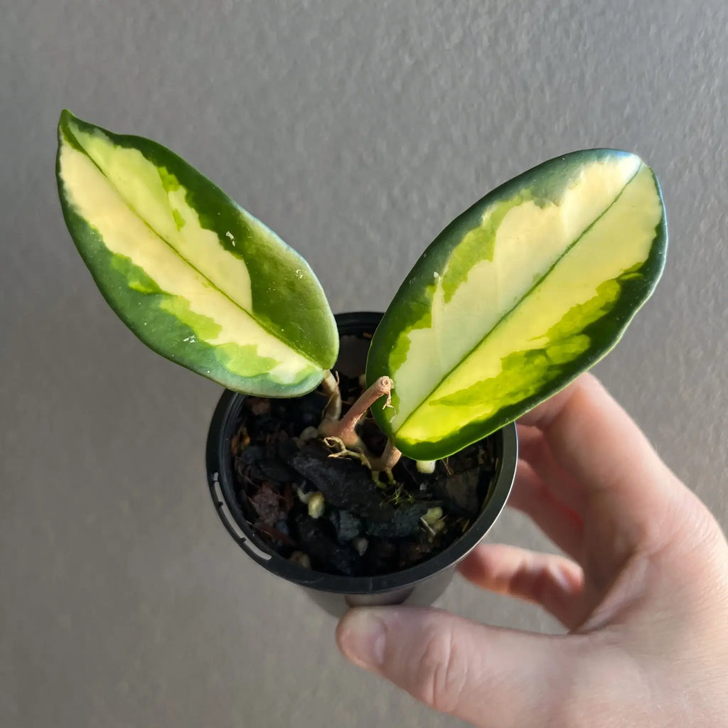 Hoya australis 'Lisa' variegated houseplant with tricoloured leaves in green, pink, and pale chartreuse. Chalet Boutique, Australia.