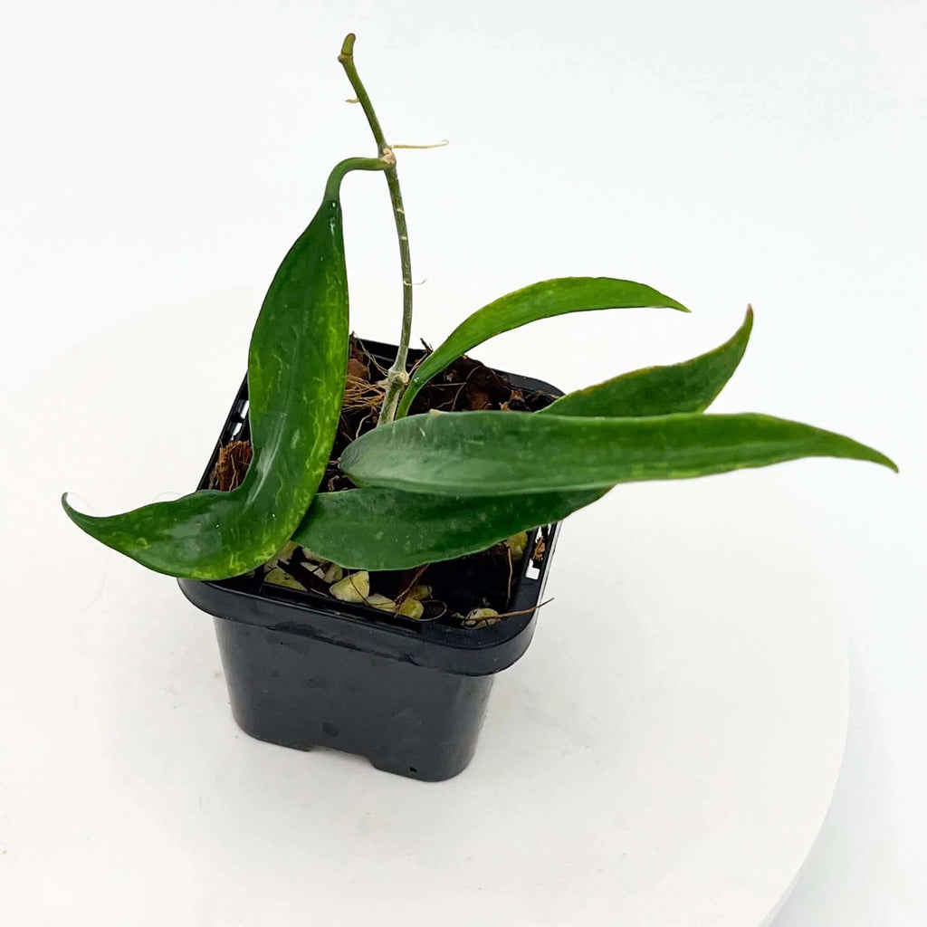 Hoya longifolia | Indoor Plant | Chalet Boutique - Australia