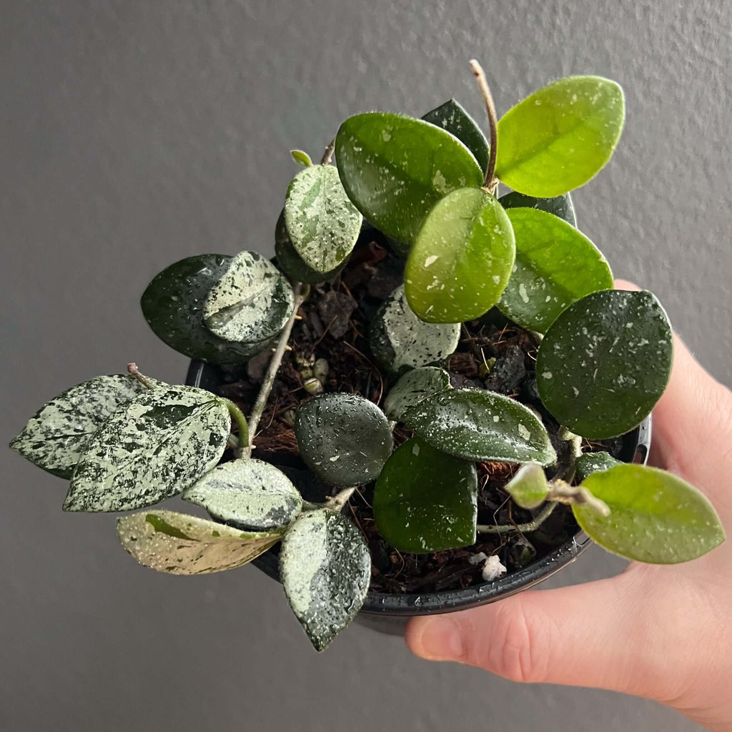 Hoya mathilde 'Splash' plant with splashy leaves held in hand, ideal for unique indoor plants. Chalet Boutique, Australia.