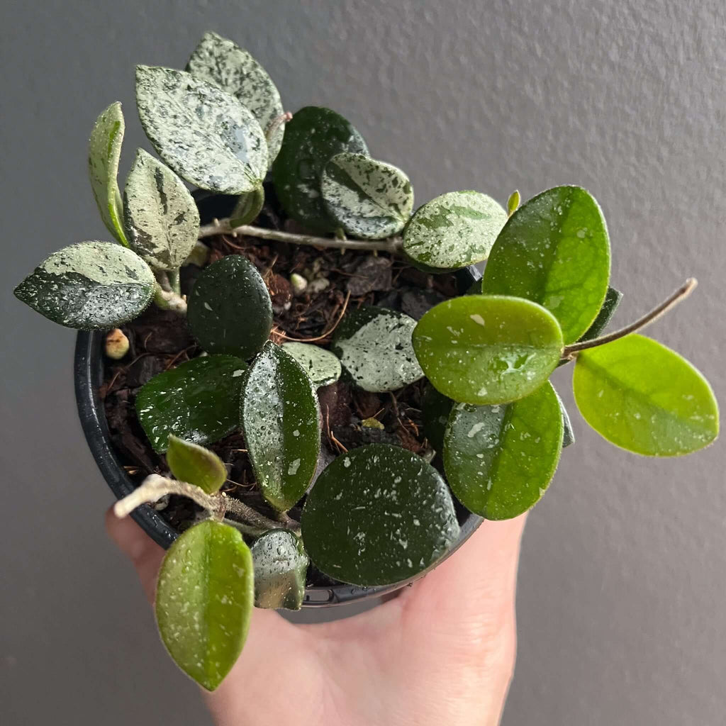 Hoya mathilde 'Splash' in a hand, showcasing splashy leaves and vibrant green hues. Buy rare plants online at Chalet Boutique, Australia.