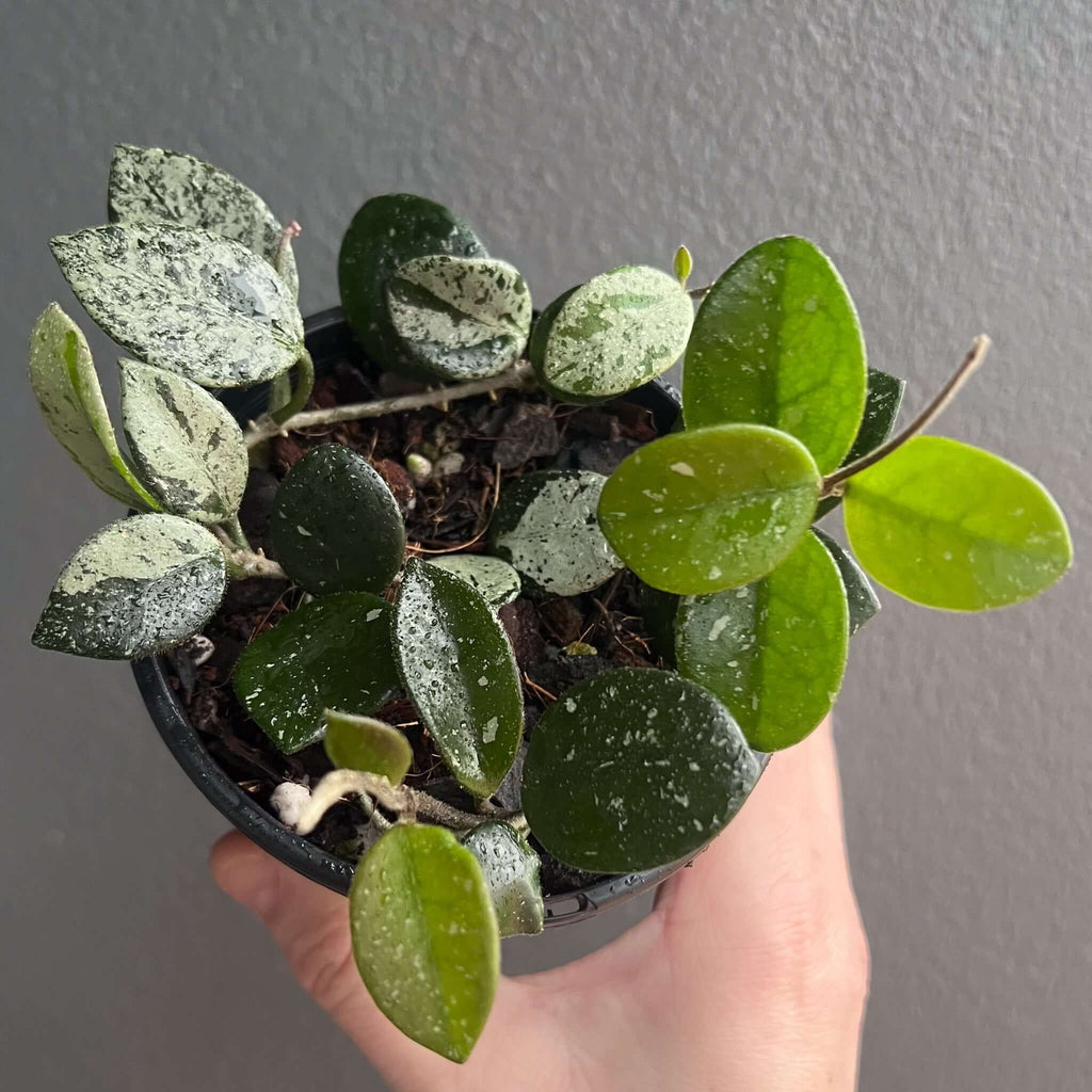 Hoya mathilde 'Splash' with splashy leaves in a pot, ideal for indoor greenery. Buy rare plants online at Chalet Boutique, Australia.