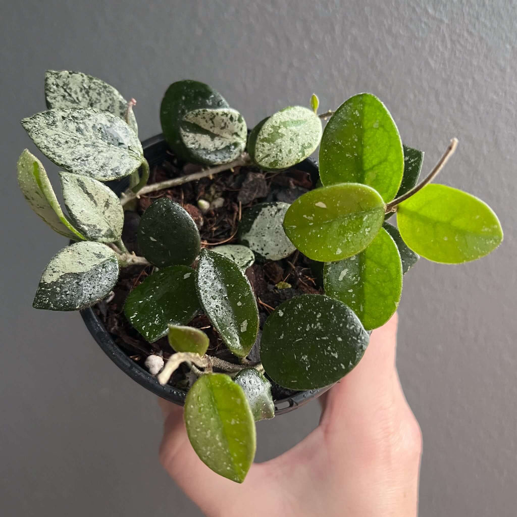 Hoya mathilde 'Splash' indoor plant with splashy leaves in a black pot, perfect for houseplants lovers. Chalet Boutique, Australia.