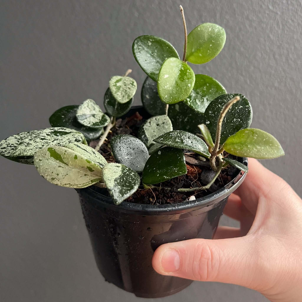 Hoya mathilde 'Splash' in a pot, showcasing its splashy leaves, perfect rare indoor plant for sale at Chalet Boutique, Australia.