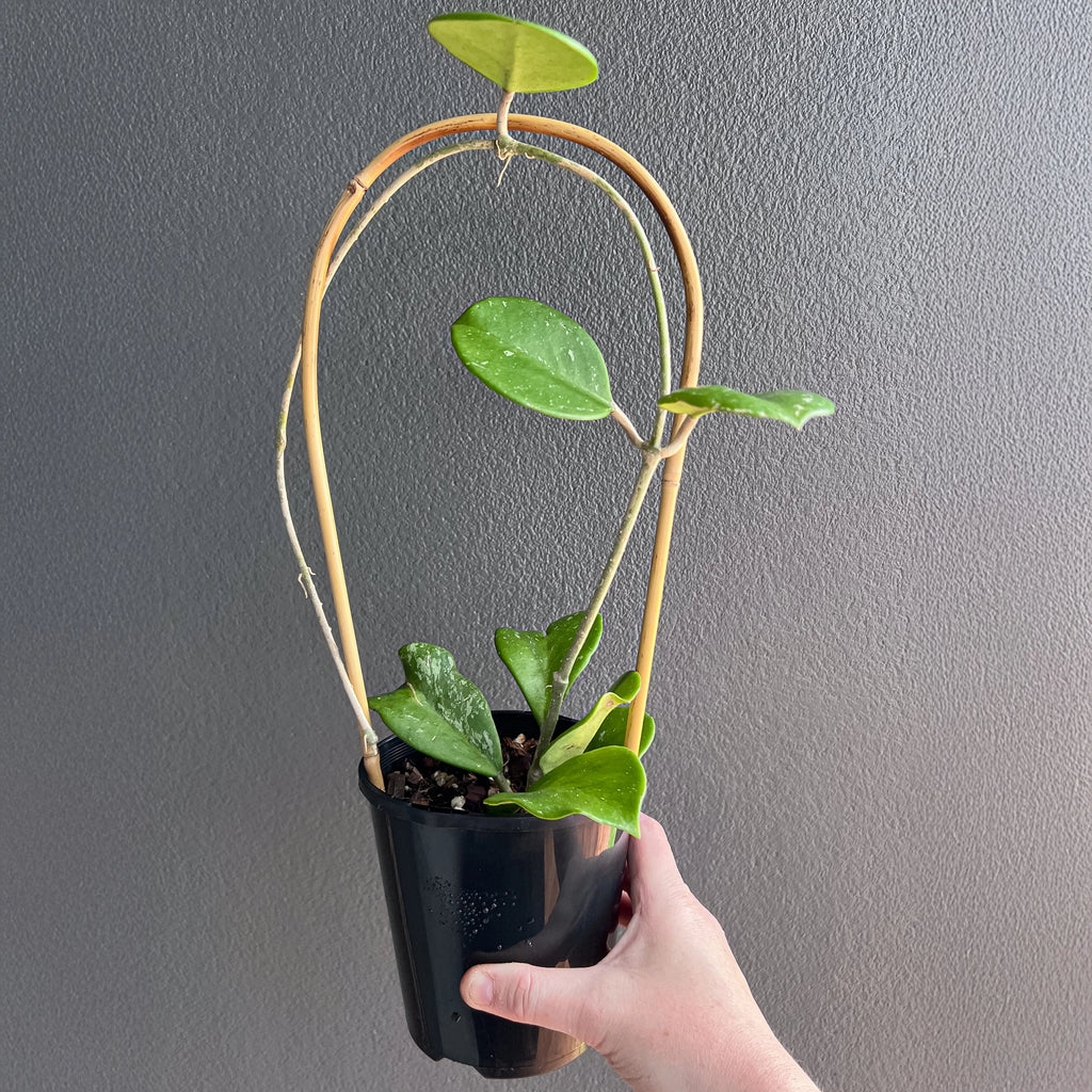 Hand holding a Hoya obovata showing bold rounded leaves with scattered silver flecks and a firm textured feel. Buy rare indoor plants online in Australia.