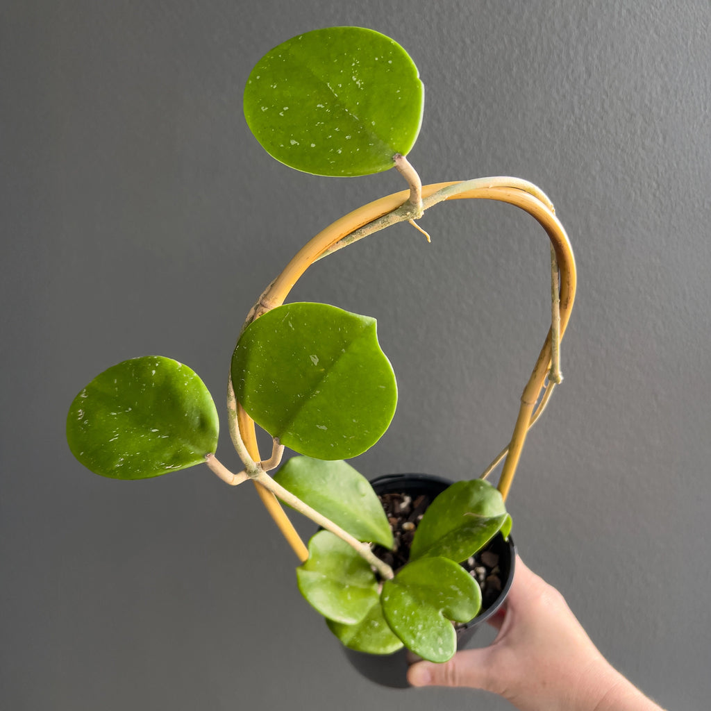 Close view of Hoya obovata in hand highlighting the wide circular foliage and gentle mottling across the deep green surface. Rare indoor plant collectors Australia.