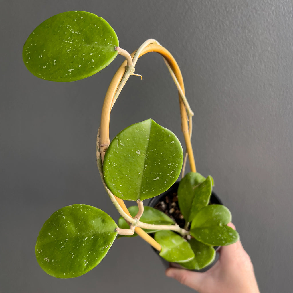 Hand holding a Hoya obovata showing its round thick leaves with soft silver speckling and a smooth glossy finish. Rare indoor plant nursery Australia.