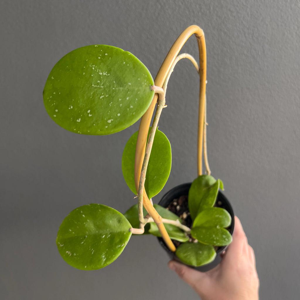 Hoya obovata in a black nursery pot with trailing vines and large disc shaped leaves set against a neutral background. Trusted indoor plant shop Australia.