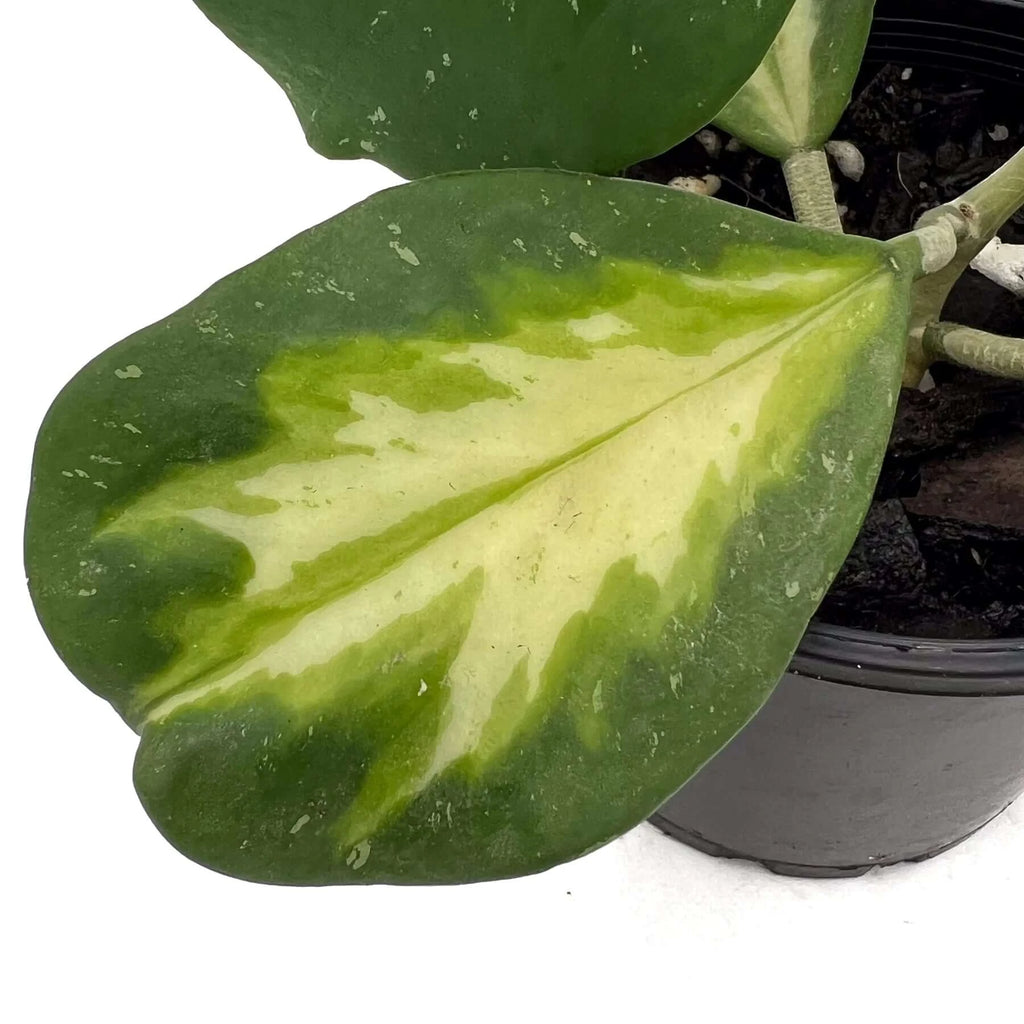 Hoya obovata variegata | Indoor Plant | Chalet Boutique - Australia