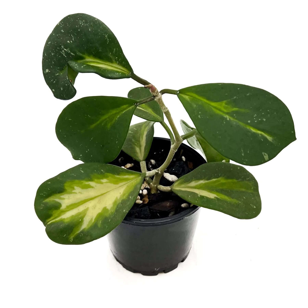 Hoya obovata variegata | Indoor Plant | Chalet Boutique - Australia