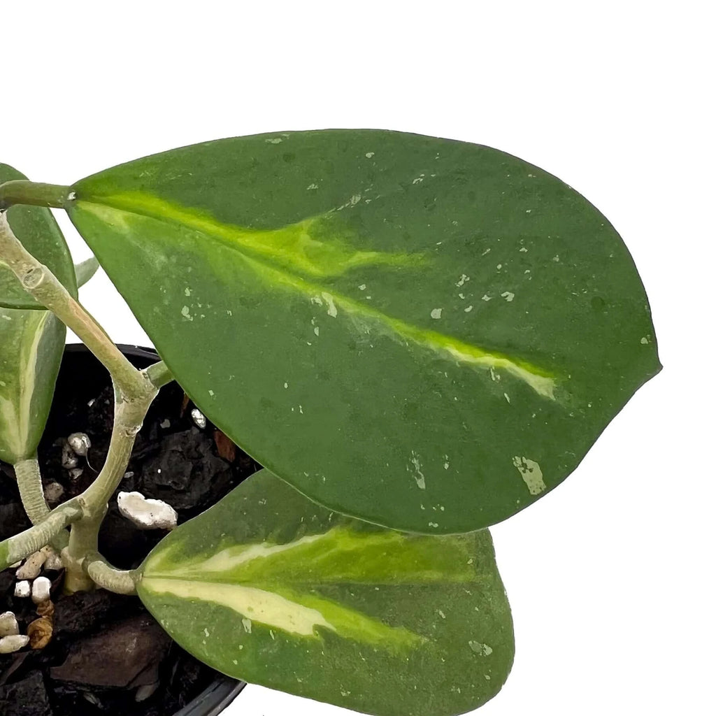 Hoya obovata variegata | Indoor Plant | Chalet Boutique - Australia