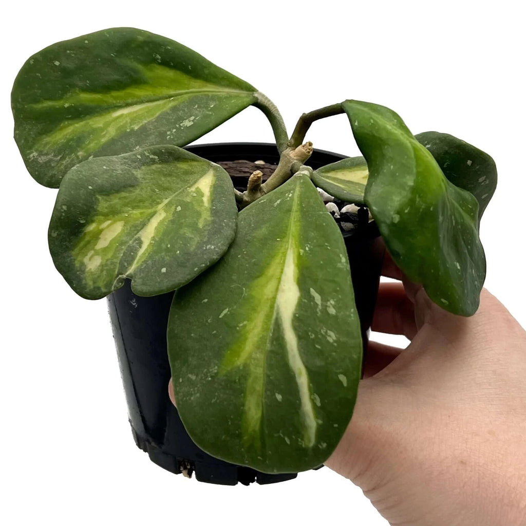 Hoya obovata variegata with thick, variegated leaves held in hand, ideal for indoor plants. Chalet Boutique, Australia.