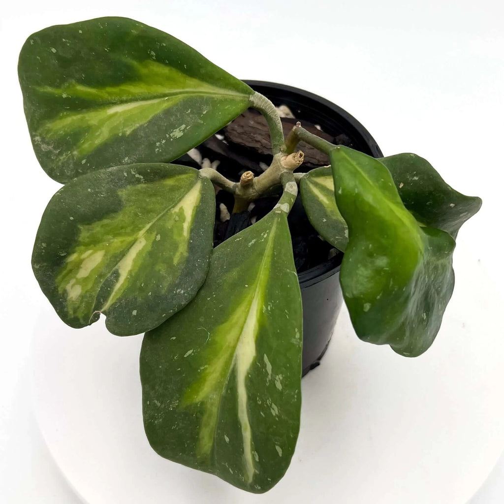 Hoya obovata variegata with thick variegated leaves in a black pot, showcasing unique indoor plants at Chalet Boutique, Australia.