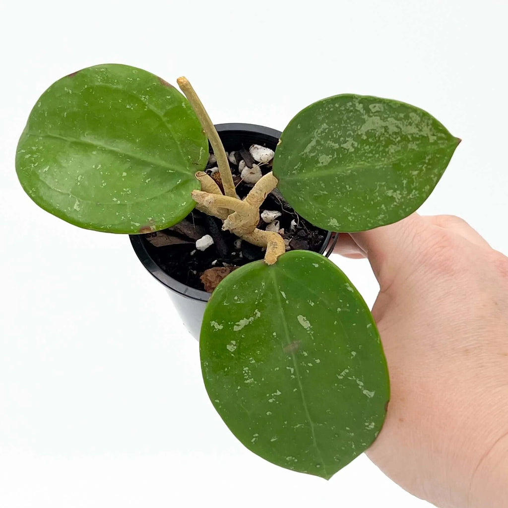 Hoya parasitica 'Heart Leaf' with lush green leaves and distinct silver splotches in a black pot, perfect for indoor plant lovers. Chalet Boutique, Australia.