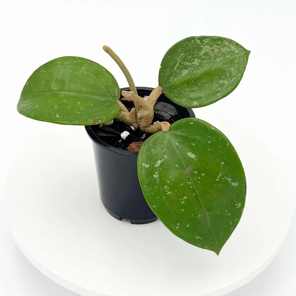 Hoya parasitica 'Heart Leaf' | Indoor Plant | Chalet Boutique - Australia