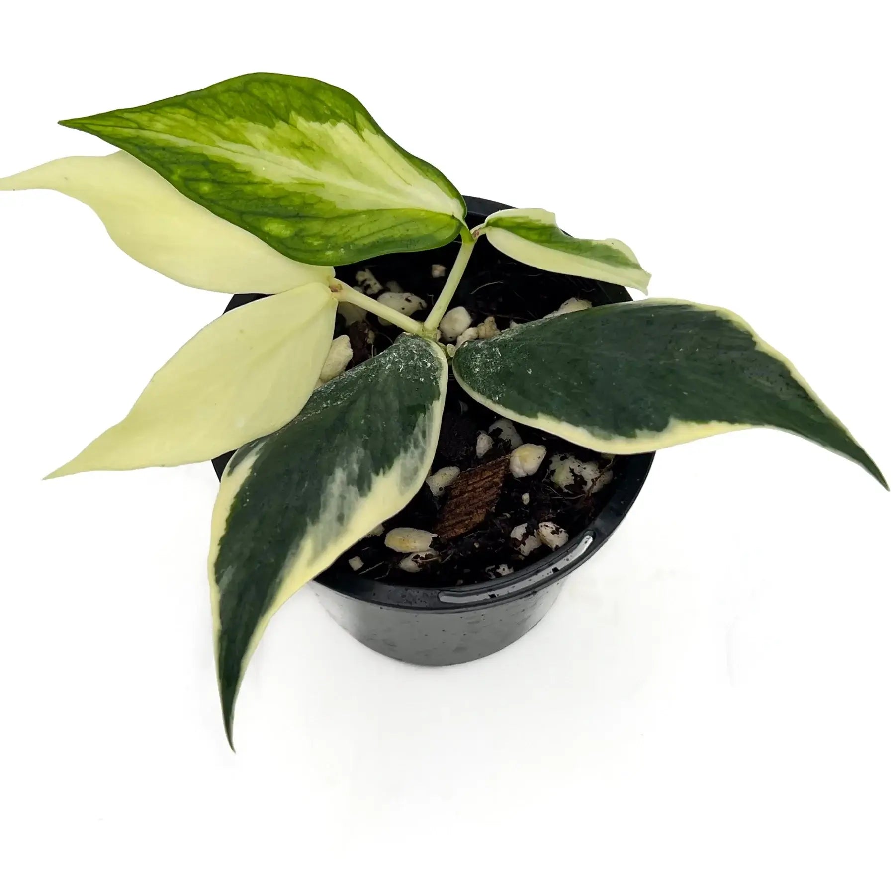 Hoya polyneura 'Variegata'