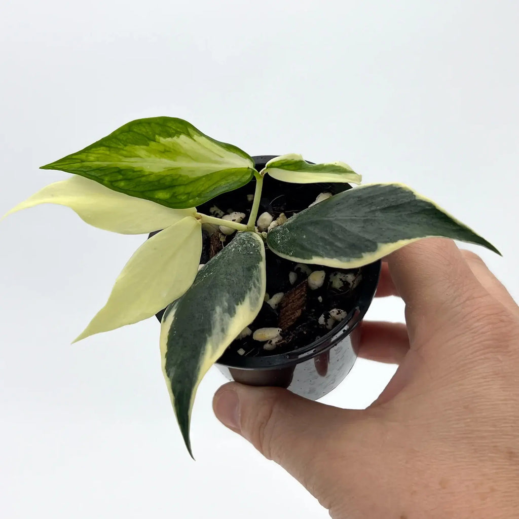 Variegated Hoya polyneura 'Variegata' in hand, featuring creamy-white margins on green leaves. Chalet Boutique, Australia.